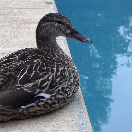 La Bastide Du Vallon Pensionat Saumane-de-Vaucluse Exteriör bild